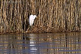14-01-2025 Breda - Een temperatuur van -4 was vannacht genoeg om het viswater waar deze Grote zilverreiger zijn voedsel vangt te laten bevriezen. - Fotokrant